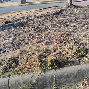 Bush Trimming by Mike’s mowing and property maintenance reviewed on September 17, 2026