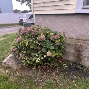Bush Trimming by T&amp;K LAWN CARE&amp;MORELLC reviewed on August 31, 2026