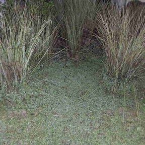 Flower Bed Weeding by CNR Landscaping reviewed on September 11, 2026