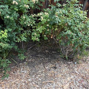 Leaf Removal by Carr’s Commercial &amp; Residential Landscaping Services reviewed on September 17, 2026