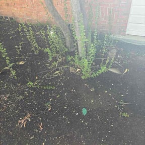 Leaf Removal by Fraire landscaping reviewed on September 17, 2026