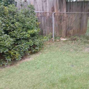 Flower Bed Weeding by Trinity Mobile Service LLC reviewed on September 12, 2026