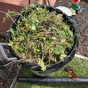 Flower Bed Weeding by George Landscaping reviewed on September 17, 2026