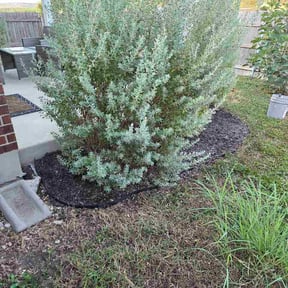 Flower Bed Weeding by Montijo landscaping llc reviewed on September 17, 2026