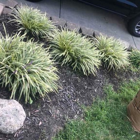 Flower Bed Weeding by Lee's Lawn Care reviewed on September 1, 2026