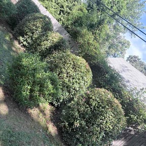 Bush Trimming by Branch Out reviewed on September 16, 2026