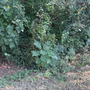 Bush Trimming by Family Matters Property Care LLC reviewed on October 12, 2026