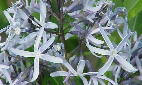 Photo of Eastern bluestar