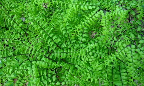 Photo of Northern maidenhair fern