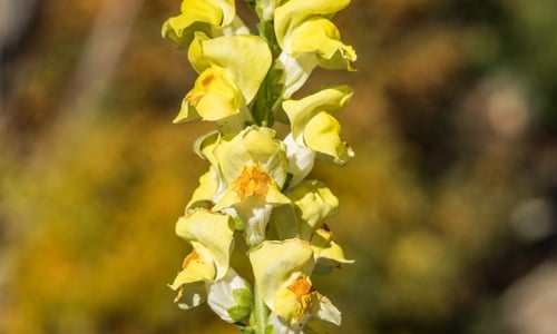 Photo of Carolina lupine