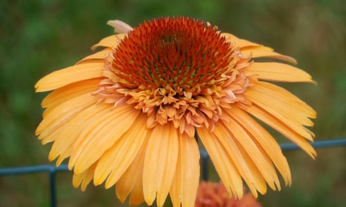 Photo of Orange coneflower