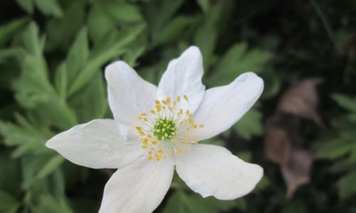 Photo of Wood-anemone