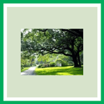 Silver Leaf Tree Service Logo