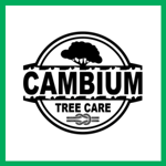 Cambium Tree Care Logo