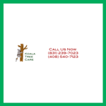 Koala Tree Care Logo