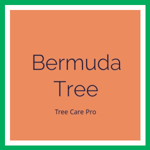 Bermuda Tree Logo