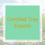 Certified Tree Experts Logo