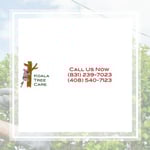 Kola Care Tree Tree Co Logo