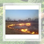 Minnesota Nativ Landscapes Inc Logo