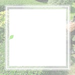 North Raleigh Tree Service Buc Logo