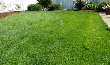 Lawn Aeration